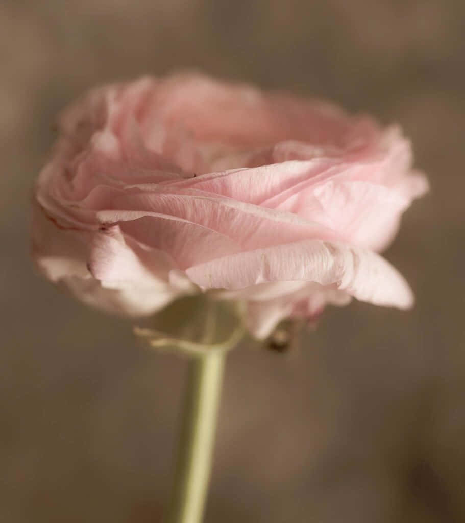 Pastel Pink Rose Close-Up: Soft Floral Wallpaper Background