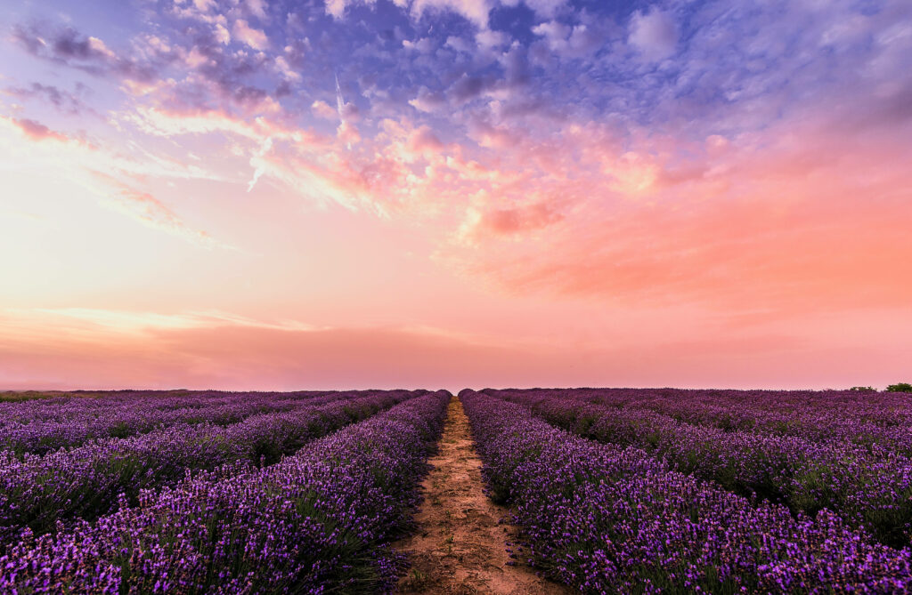 Lavender field with pathway at sunset vibrant purple flowers pastel pink blue sky wallpaper background