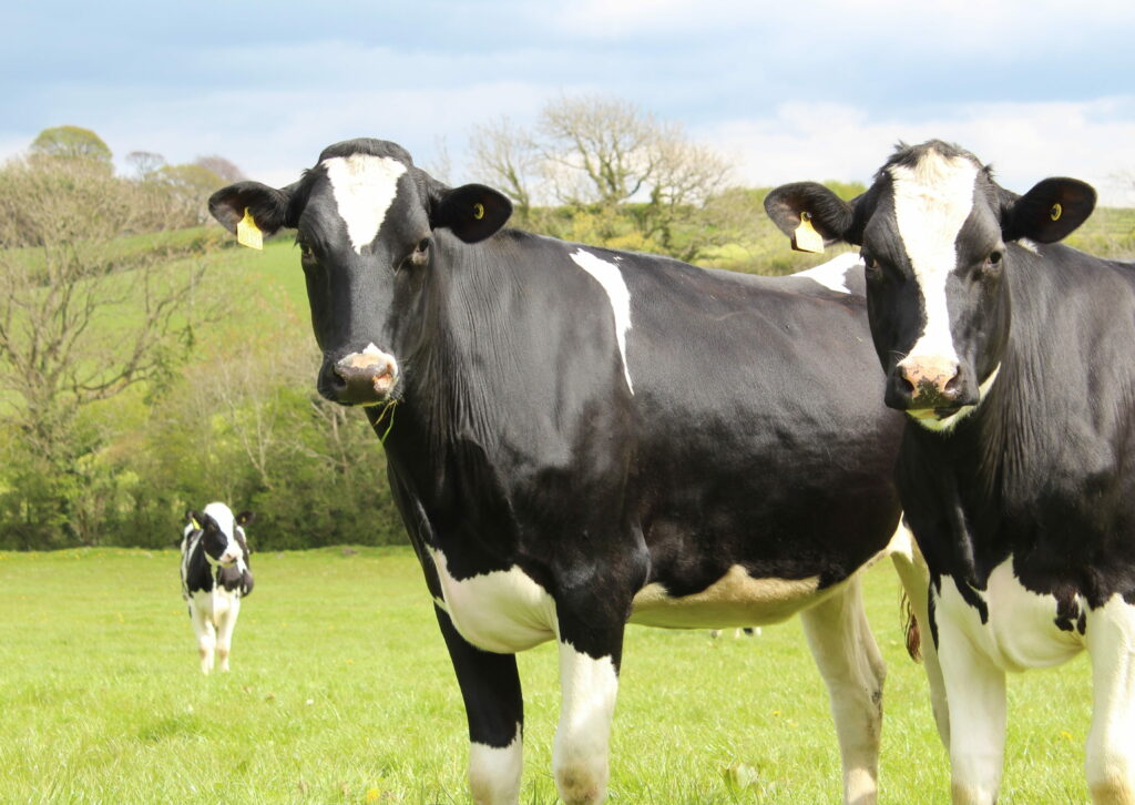 Three black and white Holstein cows grazing on lush green pasture under bright daylight Wallpaper
