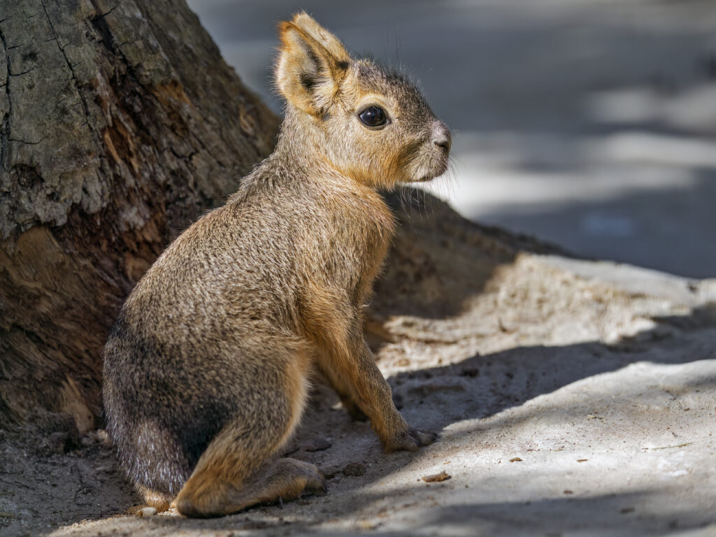 Patagonian Mara Wallpaper: Wild Rodent in Natural Setting