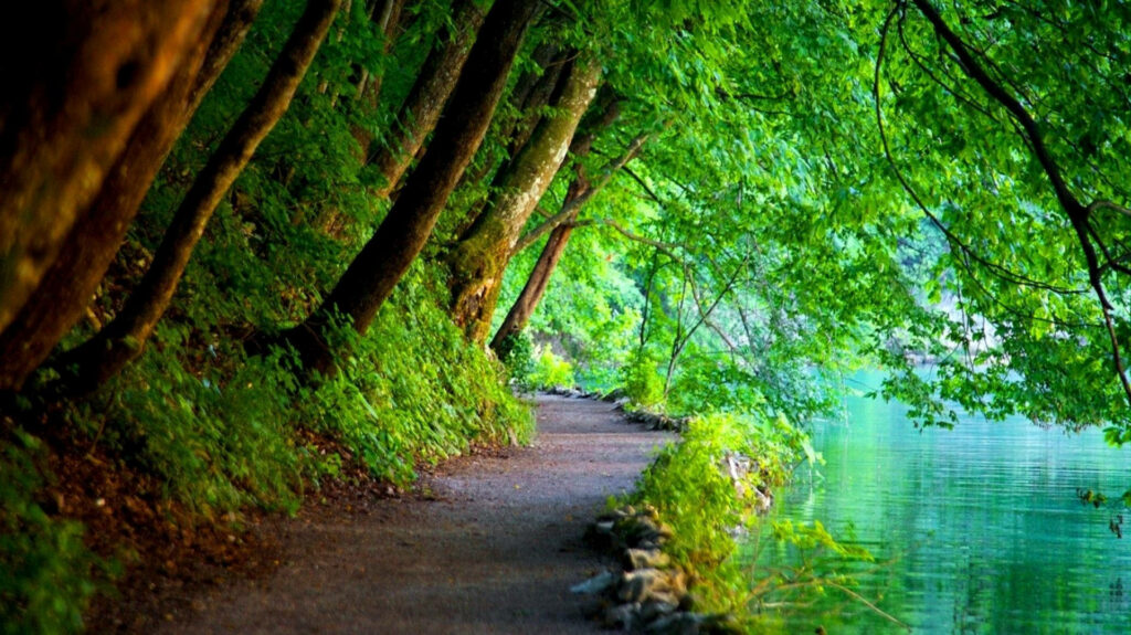 Serene nature pathway beside calm lake with lush green trees and vibrant foliage wallpaper