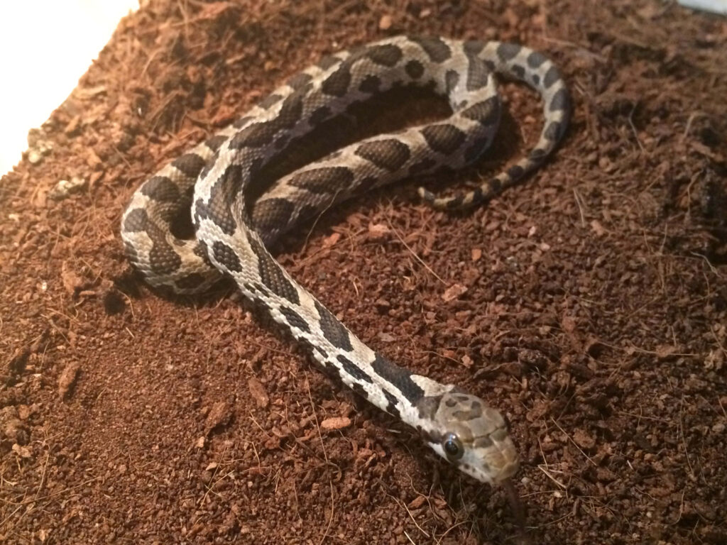 Patterned Snake Resting on Soil - Perfect Earthy Background Wallpaper