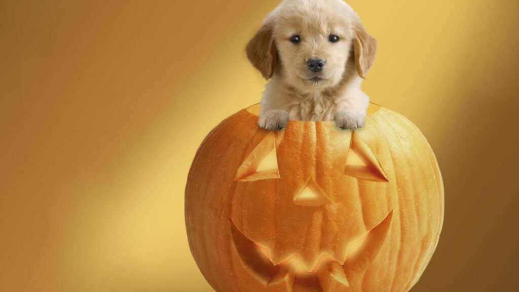 Pawsitively Adorable: A Halloween Puppy in a Jack O' Lantern! Wallpaper