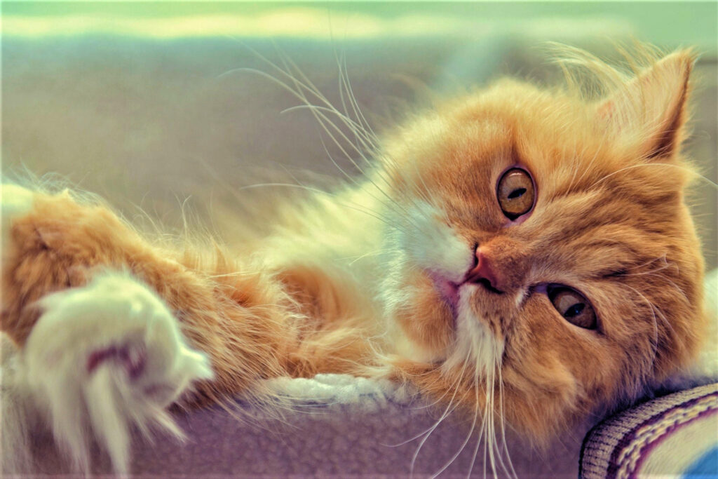 Camera-Ready Kitty: Captivating Cutie Poses Amidst Comfy Pillow Wallpaper
