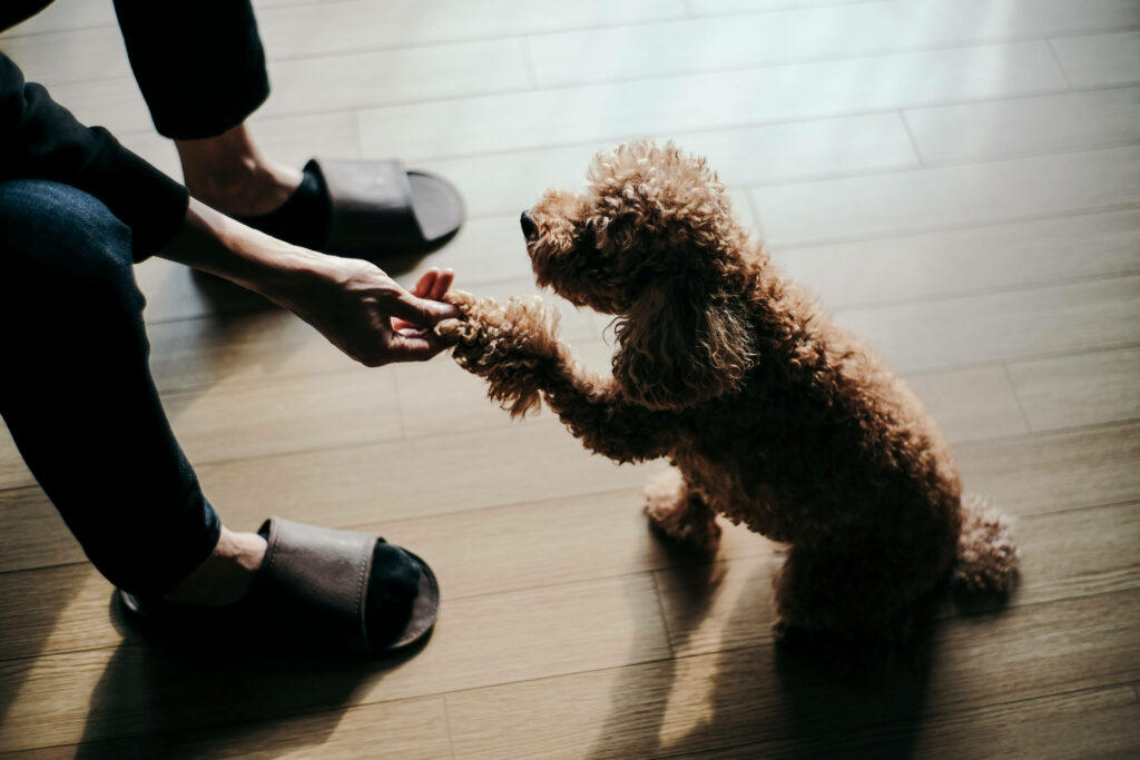 Adorable Poodle Puppy Mastering Handshake Skills Amidst Dimly Lit Background Wallpaper