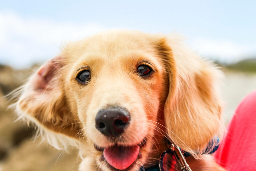Adorable Golden Retriever Posing Playfully by the Beach Wallpaper