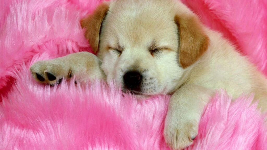 Puppy Serenity: Capturing Canine Bliss on a Pink Plush Bed - Immersive Dog Aesthetic Photography Wallpaper