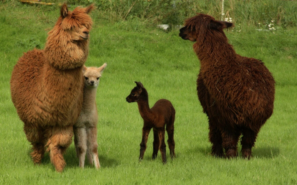 Two adult and two young alpacas standing on lush green grass peaceful family nature scene Wallpaper