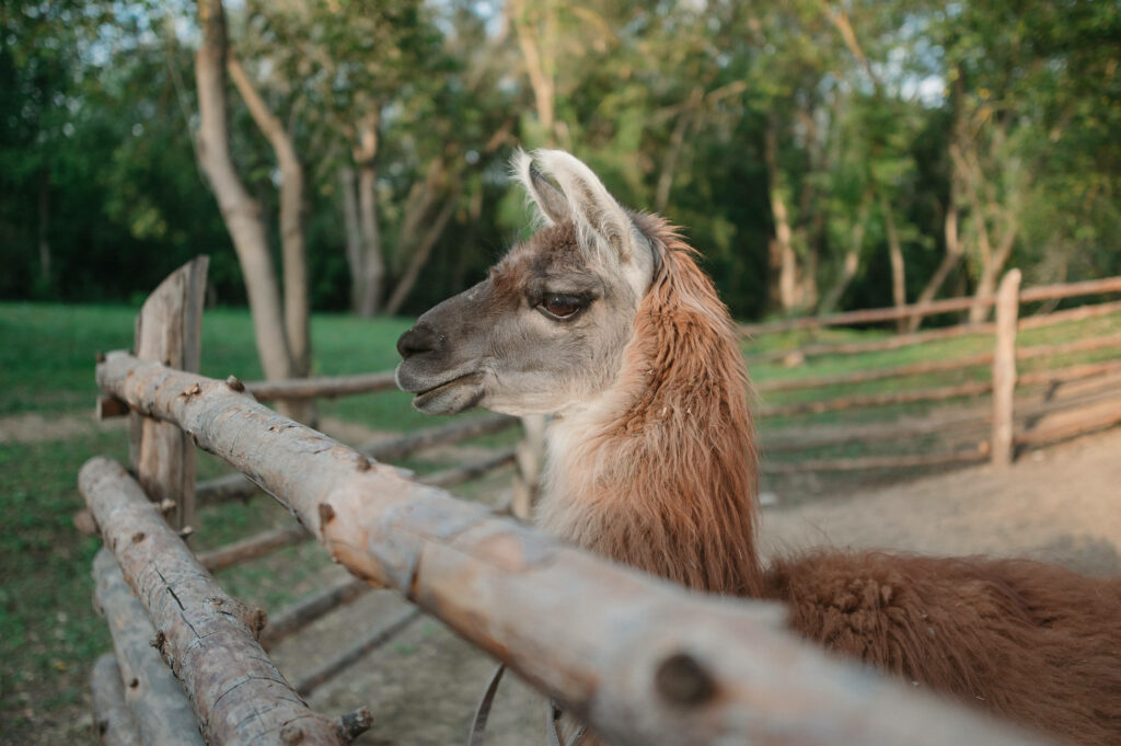 Alpaca by rustic wooden fence in lush green trees peaceful countryside wallpaper background
