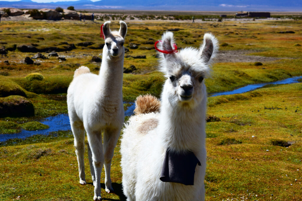 Two fluffy alpacas on green plain near blue stream with mountains scenic peaceful landscape wallpaper