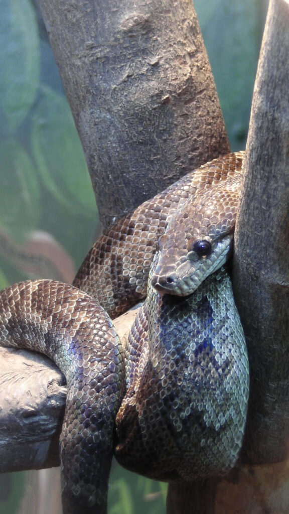 Anaconda resting on tree branch showing textured scales natural camouflage forest wallpaper