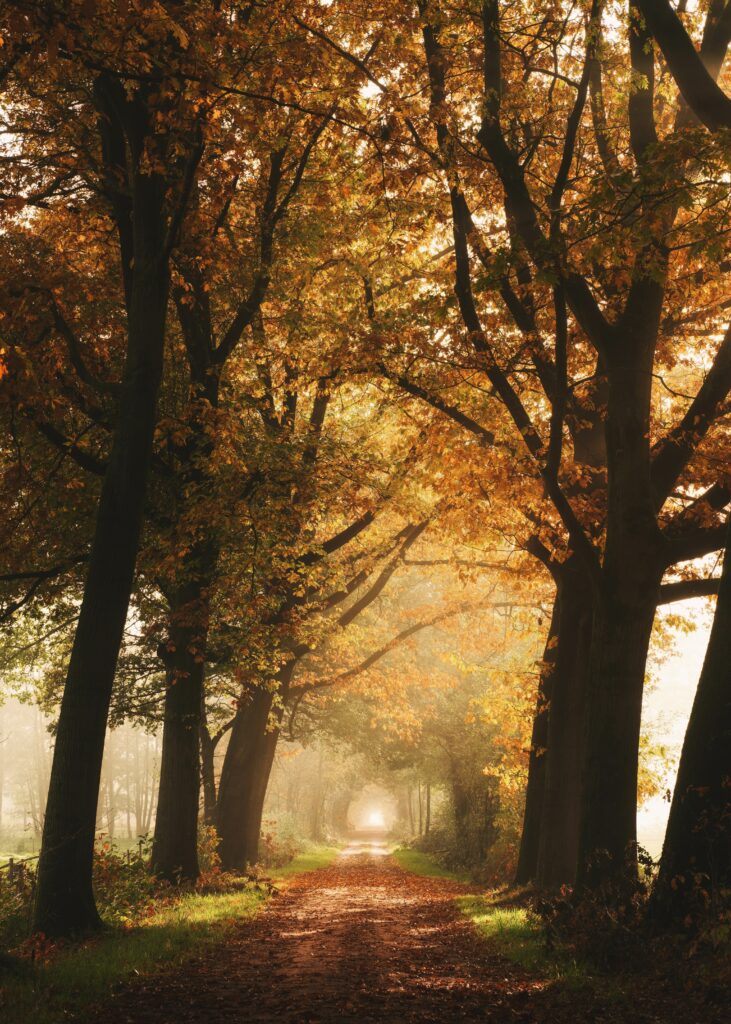 Serene autumn alley with tall trees golden orange leaves morning fog peaceful path wallpaper