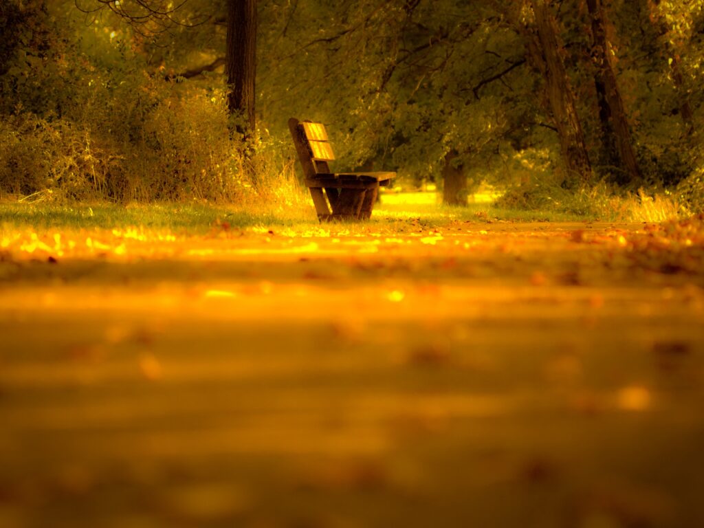 Solitary bench on tree-lined path with golden autumn leaves peaceful fall wallpaper background