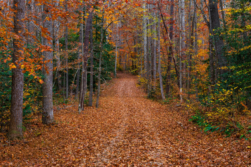 Peaceful autumn forest path with tall trees and colorful fallen leaves wallpaper background
