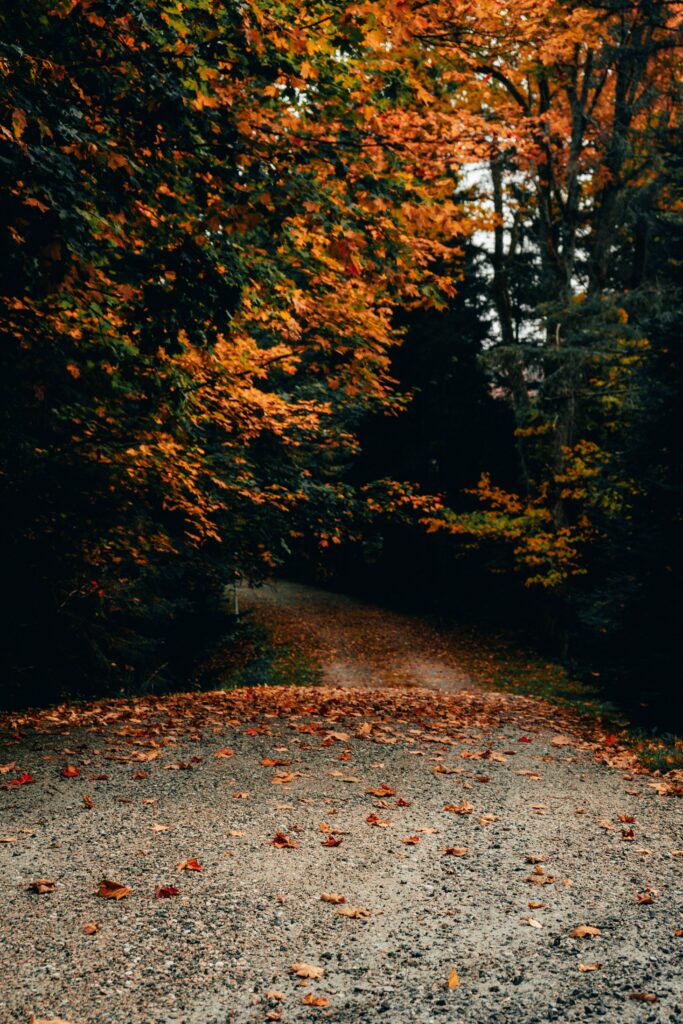 Scenic autumn forest road with vibrant fall trees and golden leaves on gravel pathway background Wallpaper