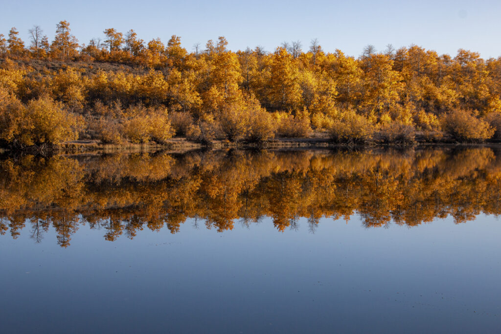 Peaceful autumn forest with golden trees reflected in calm lake under clear blue sky wallpaper background