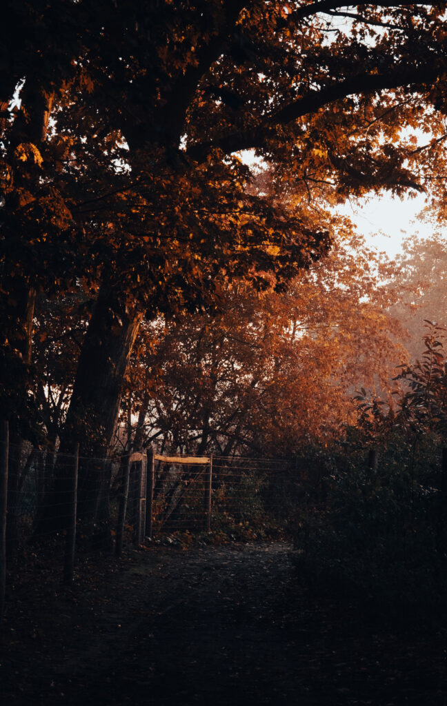 Scenic autumn trail with golden leaves canopy and soft sunlight highlighting peaceful nature Wallpaper