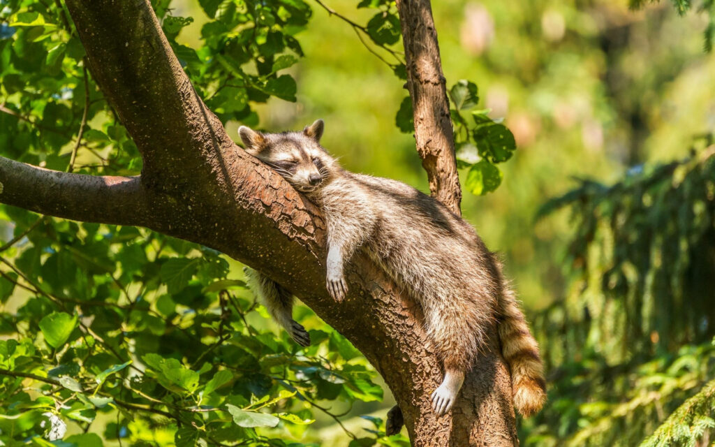 Serene Baby Raccoon Wallpaper: Peaceful Nature Scene Background