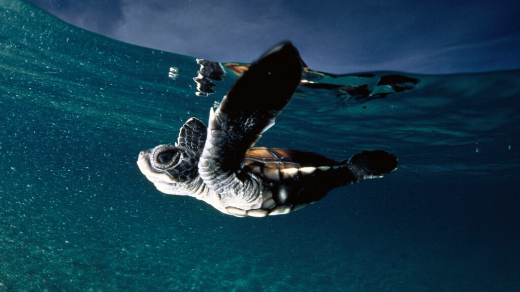 Baby sea turtle swimming underwater peaceful ocean scene vibrant wallpaper background