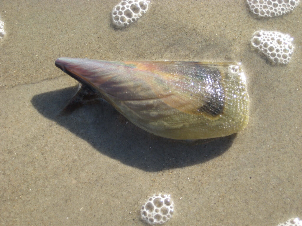 Pen shell partially buried in wet sand with sea foam on tranquil sandy beach wallpaper background