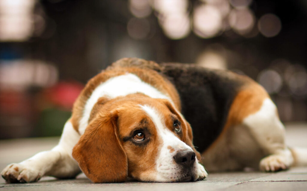 Peaceful Beagle Dog Wallpaper: Adorable Calm Scene Background