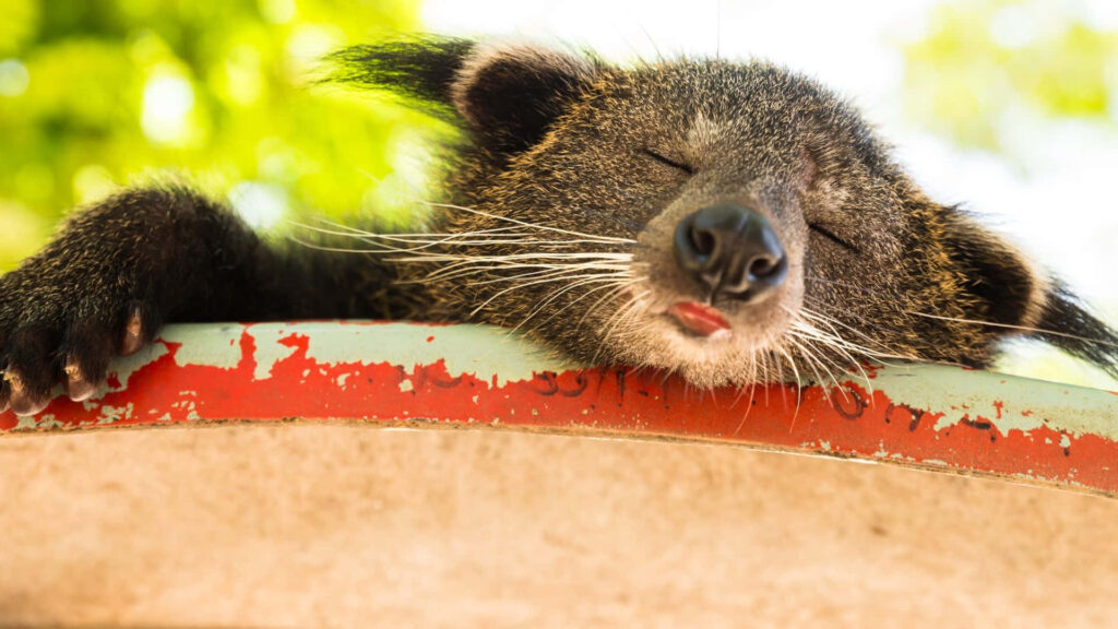 Binturong peacefully napping on tree branch in sunlit forest with relaxed face wallpaper background