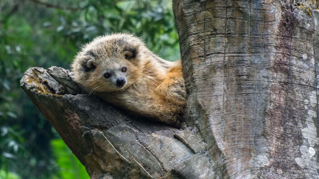 Binturong resting on tree trunk in lush green forest peaceful wildlife wallpaper background