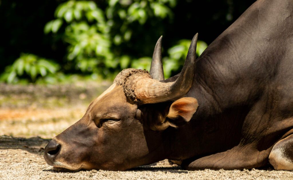 Serene brown buffalo resting on sandy ground with textured horns and blurred green foliage background Wallpaper