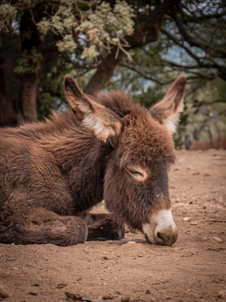 Brown donkey resting peacefully under tree sunlight calm expression serene countryside scene Wallpaper