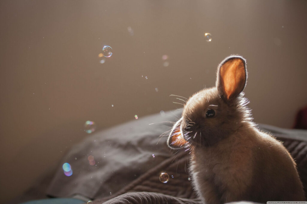 Cute bunny in soft sunlight with colorful bubbles floating peaceful playful wallpaper background