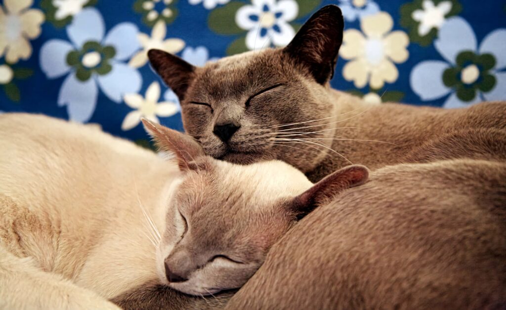 Burmese cats lounging on couch with sleek fur against vibrant blue floral wallpaper background