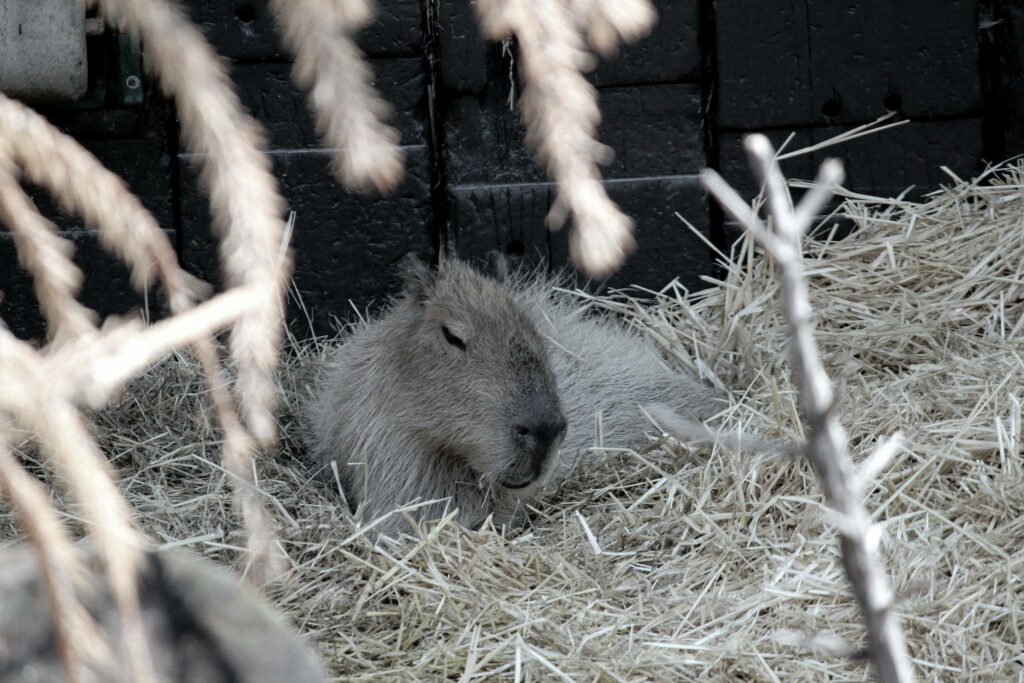 Peaceful capybara resting on golden hay in rustic natural setting with soft calming light wallpaper