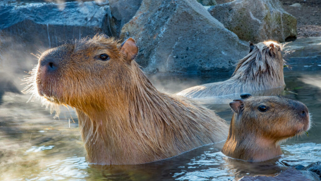 Three capybaras relax in clear steaming water surrounded by stone rocks in natural light wallpaper