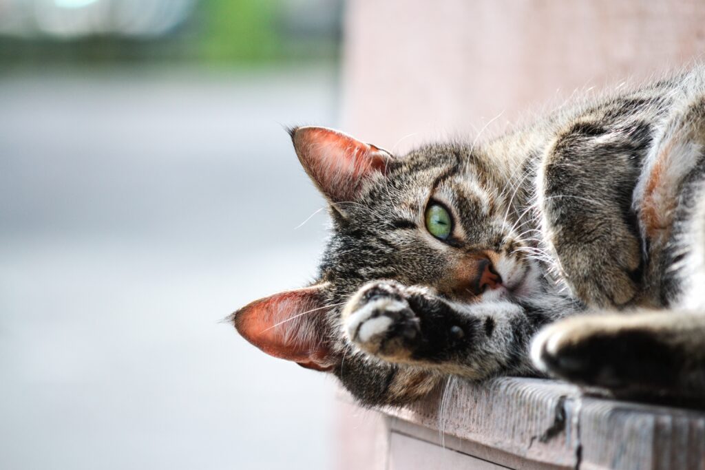 Relaxed Cat Close-Up: Serene Muzzle & Paw in Soft Background Wallpaper