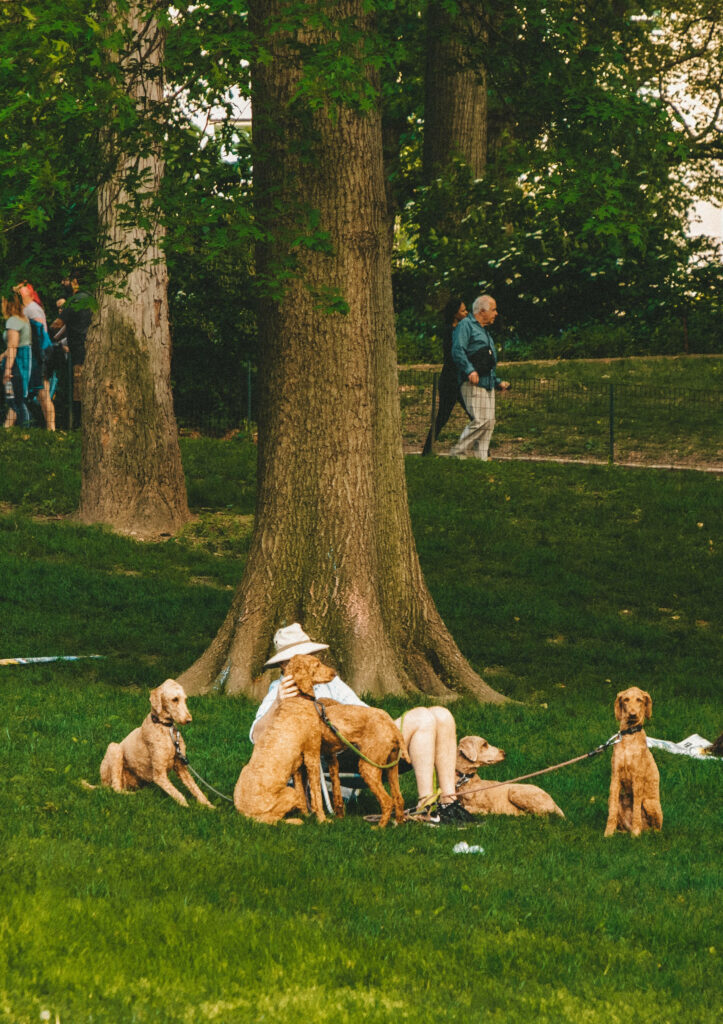 Group of calm dogs with owner under tall trees in lush green Central Park spring setting wallpaper