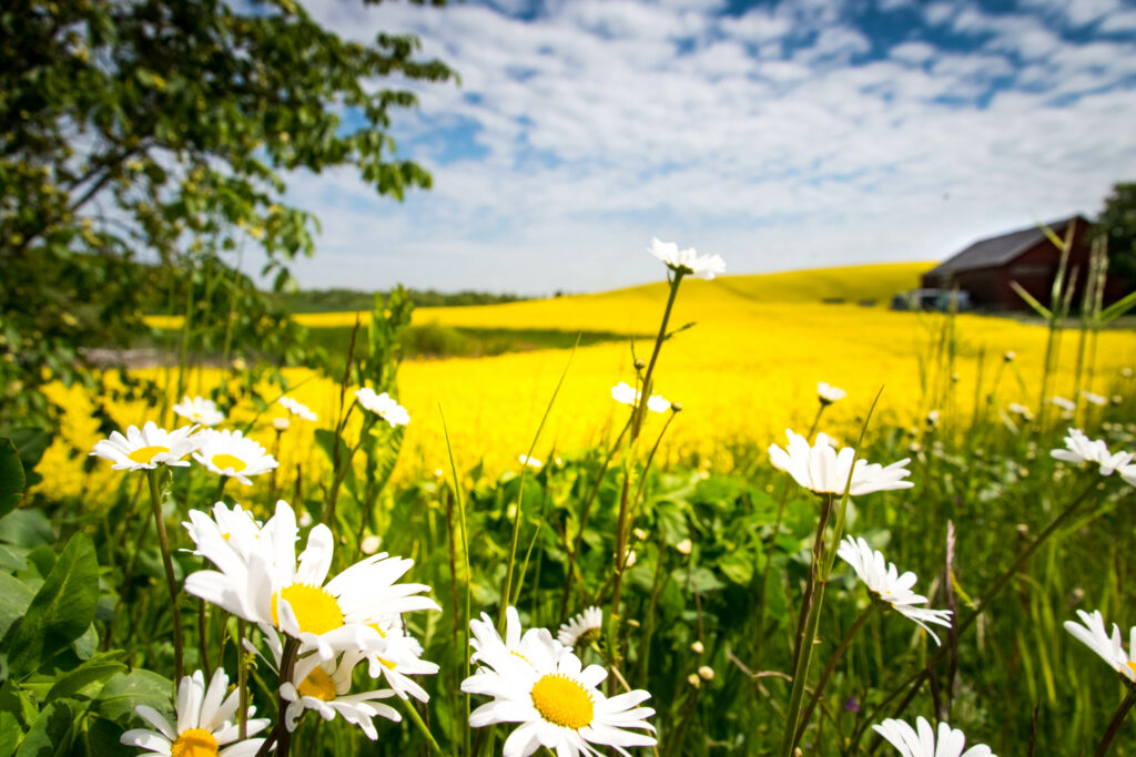 Blooming chamomile flowers in green meadow against yellow field and blue sky wallpaper background