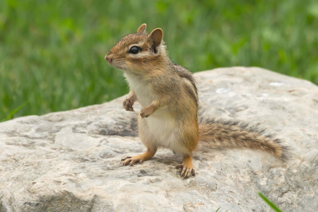 Alert Chipmunk on Rock: Peaceful Natural Scene with Lush Greenery Wallpaper