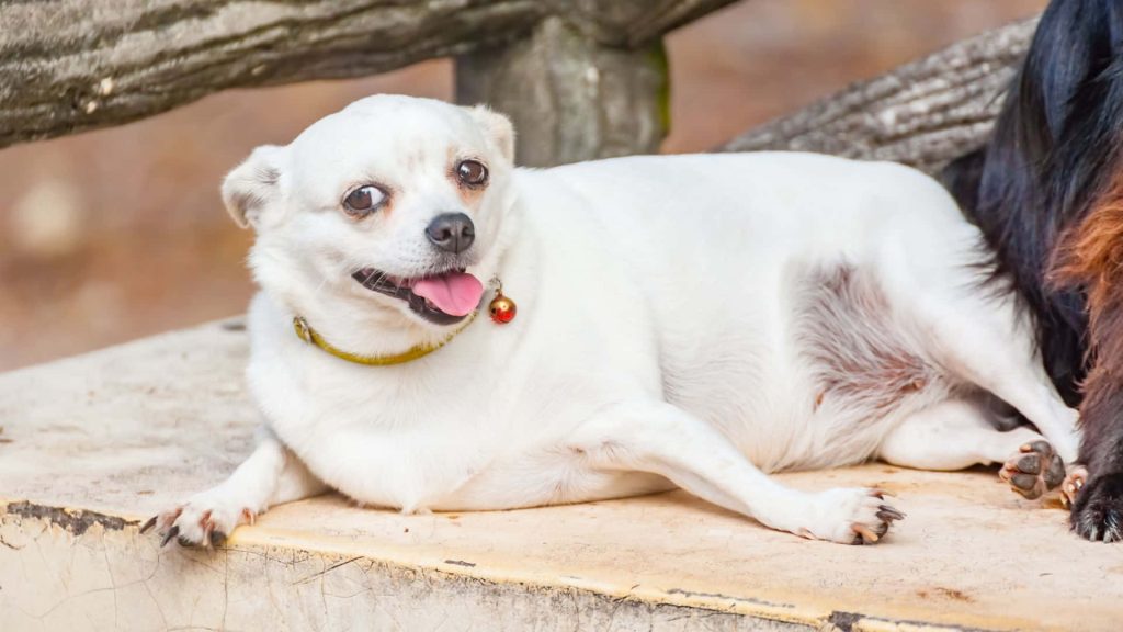 Adorable white dog with yellow collar resting on stone bench tongue out cozy pet wallpaper