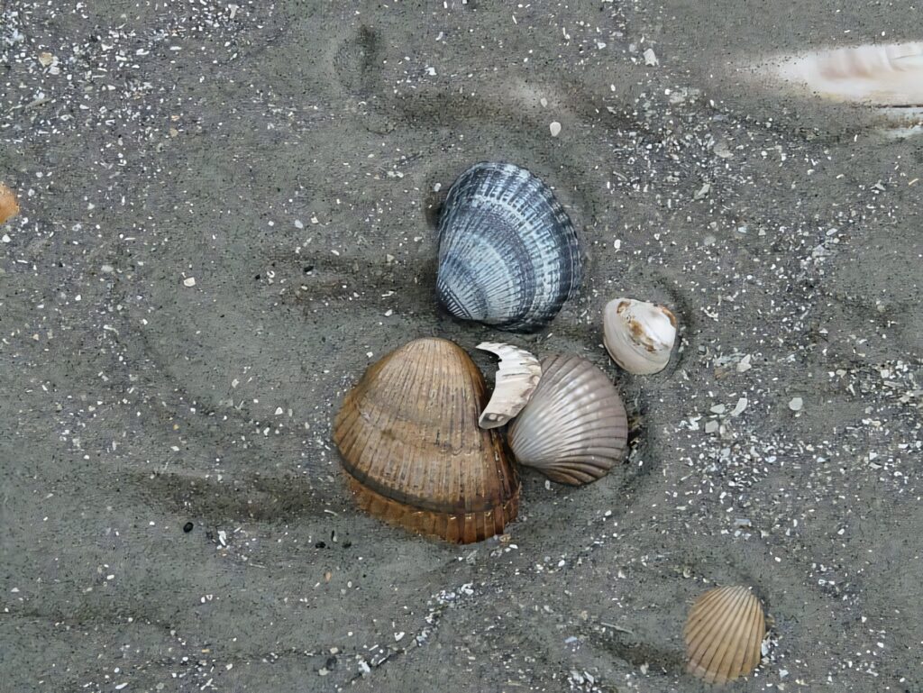 Assortment of cockle and sea shells on sandy beach with natural textures and earthy tones wallpaper