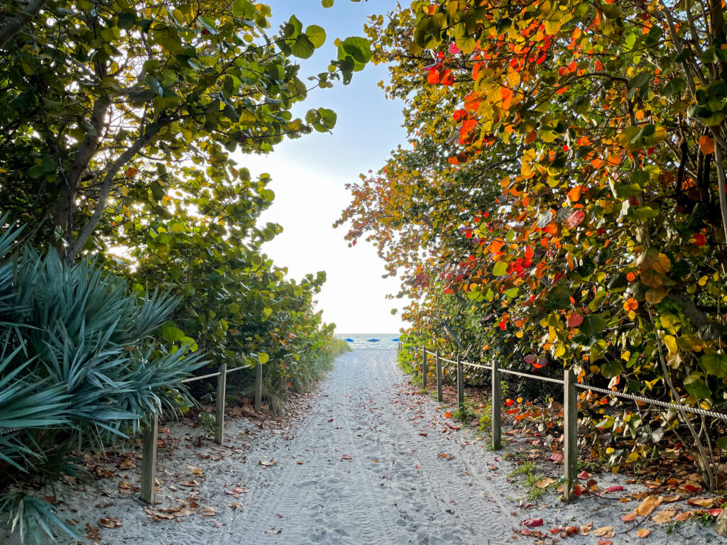 Serene sandy coastal trail with green and orange trees leading to blue sea under bright sky Wallpaper