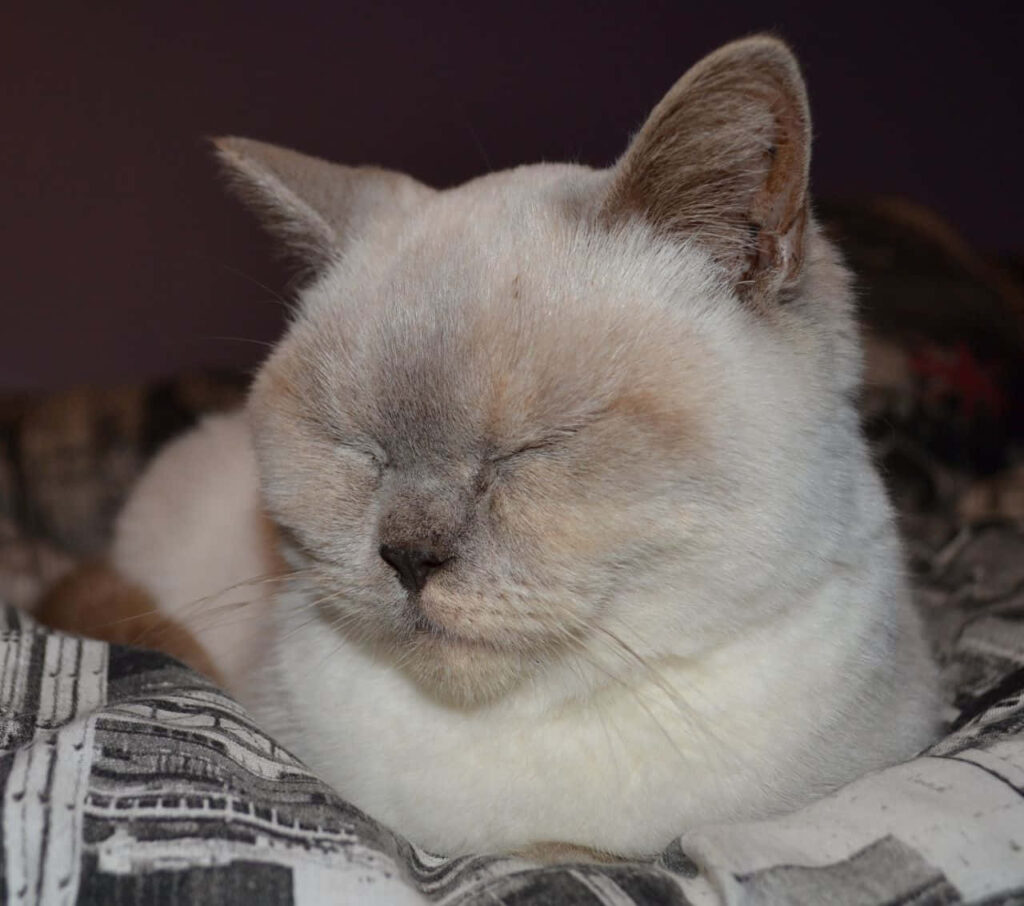Colorpoint Shorthair cat resting peacefully on soft patterned surface with cream and gray fur Wallpaper