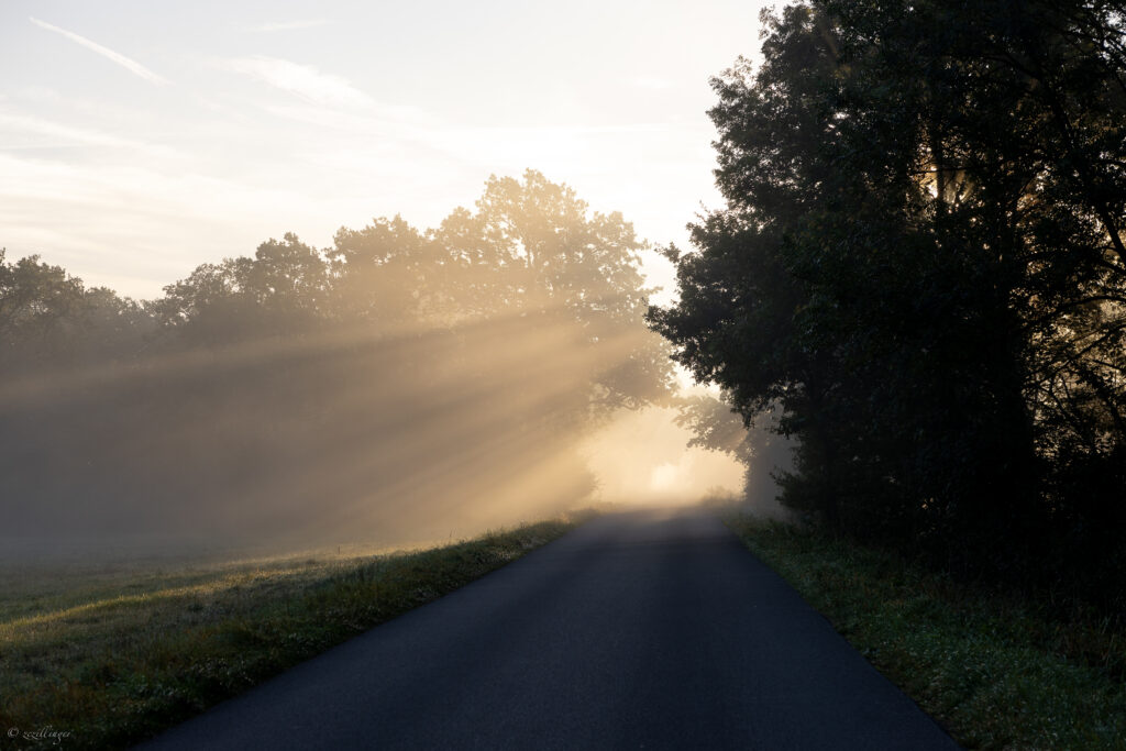 Peaceful country road winding through lush green trees with golden morning sunlight and fog Wallpaper