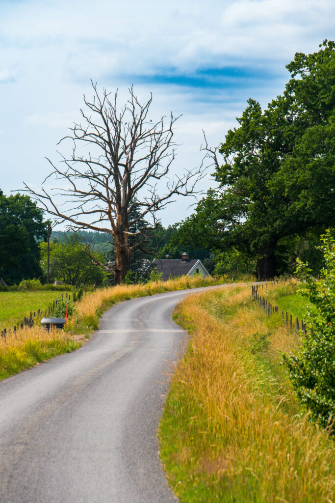 Winding country road by golden grass green fields leafless tree and quaint house under clouds Wallpaper