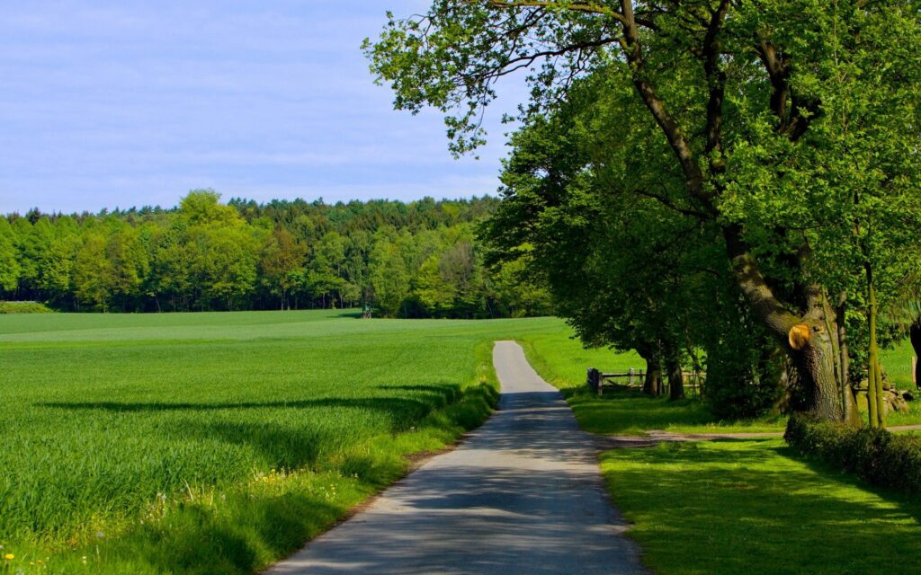 Peaceful country road winding through lush green fields and tall summer trees under blue sky Wallpaper