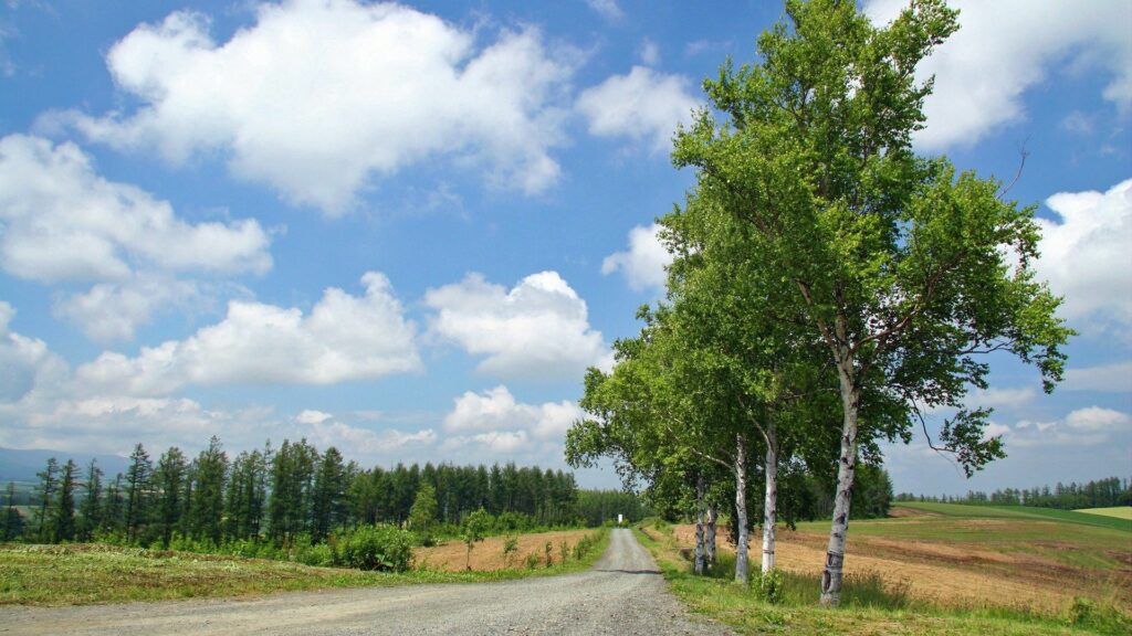 Serene country road with slender birch trees under blue sky and fluffy clouds in rural landscape Wallpaper