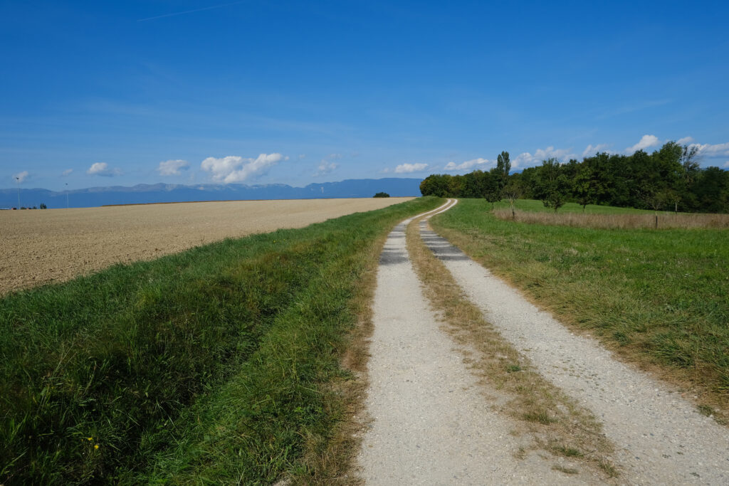 Peaceful countryside with winding dirt path lush green fields trees under bright blue sky wallpaper