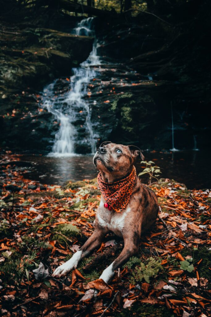 Loyal Dog Relaxing Among Autumn Foliage and Cascading Waterfall Wallpaper
