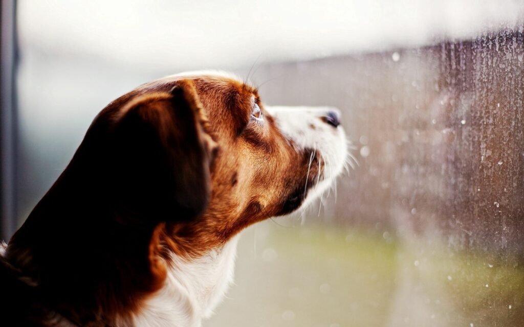 Serene 1680x1050 Dog Wallpaper: Reflective Rainy Day Background