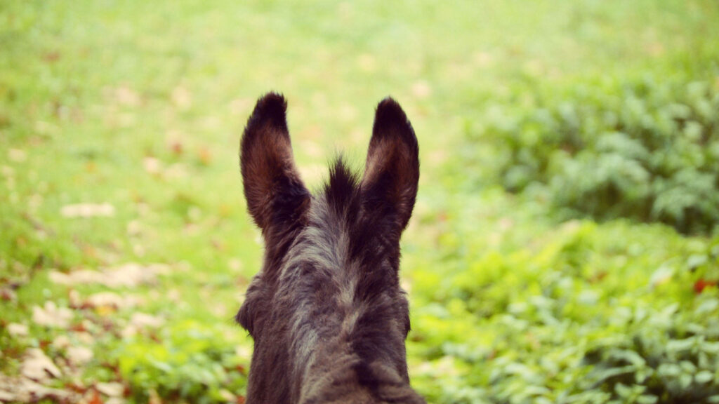Back view of donkey with upright ears in sunlit green meadow nature wallpaper background