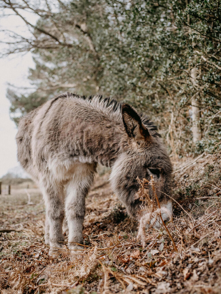 Gentle donkey in rustic outdoor setting with dry leaves and soft natural light pastoral wallpaper